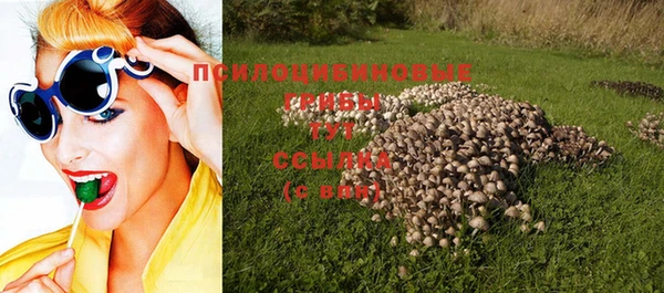 сатива Новозыбков